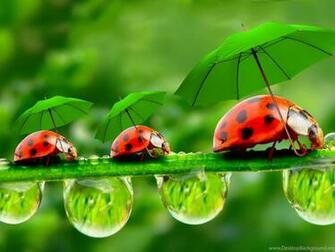 Ladybugs Wallpaper