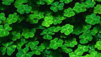 Clovers Wallpaper