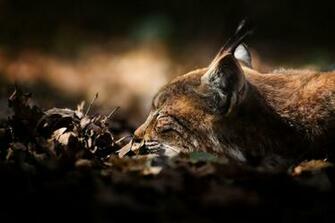 Lynx Wallpaper