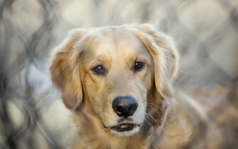 Dogs Wallpaper High Definition Quality