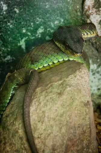 Wallpaper Photo Bucket Wildlife Of Planet The Day Awesome Animal