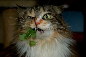 Funny Animals Cats Desktop Background