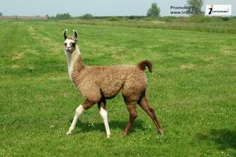 Grassland Animals Wallpaper Photo Of Phombo