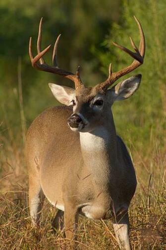 White Tail Deer Buck