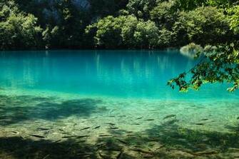 Fish Swim In The Clear Lake Wallpaper And Image