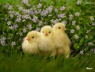 Yellow Color Hen Chikan Natural Wallpaper
