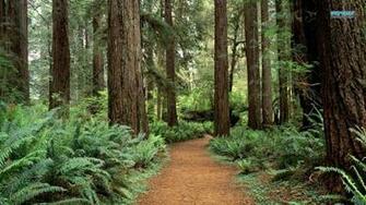 Olympic National Park Wallpaper