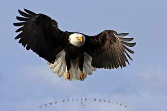 Bald Eagle Pics