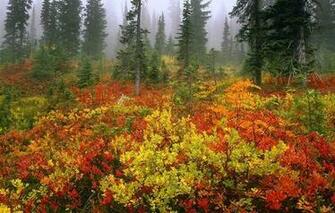 Popular Screensaver Nature Screensavers
