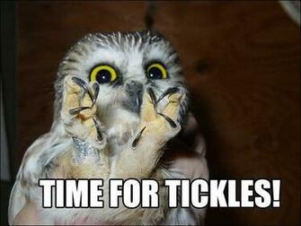 Animal Pictures With Captions Memes