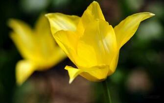 Mooie Tulpen Bloemen Wallpaper X Achtergrond