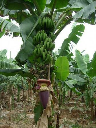 Posted In Tree Tags Banana Trees