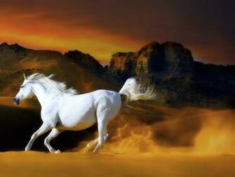 Wallpaper Cat Pig Horse Screensavers