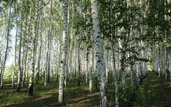 White Birch Tree Forest Wallpaper