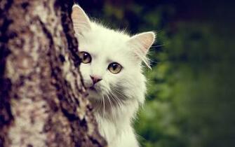 Beautiful Cat Wallpaper HD Pictures One