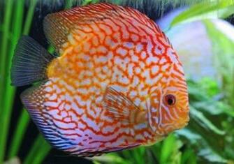 Discus Fish Wallpaper