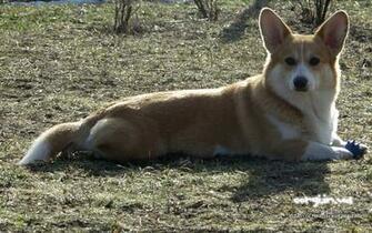 Corgi Ua Corwood Corgis Gallery Wallpaper