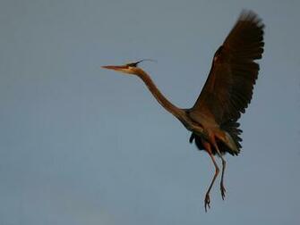 Greatblue Heron