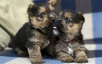 German Shepherd Puppies Background Wallpaper High Definition