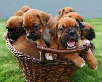 Boxer Puppies Are The Cutest Styli Wallpaper