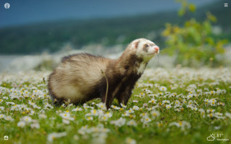 Ferret HD Wallpaper New Tab Impressive Nature
