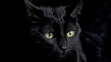 Little Brian Cat Wallpaper Black Pictures