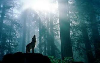 Best Top Desktop Beautiful Wolfs Wallpaper HD Wolf Pictures