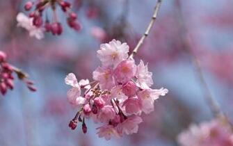 Happy First Day Of Spring Wallpaper Cool Pc