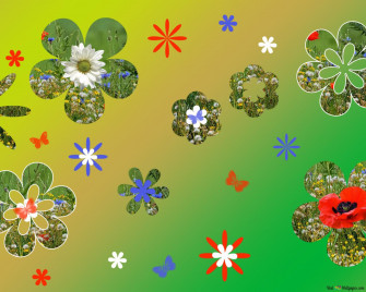 Flowers N Butterfly HD Wallpaper