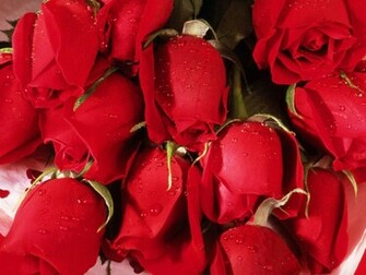 Amazing Red Roses Love Wallpaper And Background