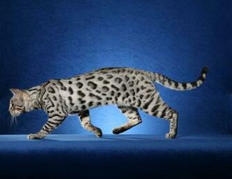 Bengal Cat Wallpaper Art Cats Silver