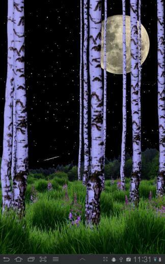 Birch Wood Live Wallpaper Android Apps On Google Play