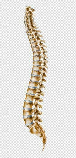 Human Bones Vertebral Column Atlas Cervical Vertebrae