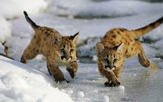 Uinta National Forest Utah Usa Mountain Lion Cubs Winter Snow
