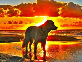 New Golden Retriever Puppy Wallpaper Dog