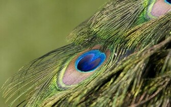 Desktop Wallpaper Of A Peacock Feathers