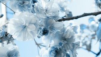 Beautiful Winter Flowers Wallpaper High Definition Quality