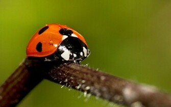 HD Ladybug Wallpaper With A On Branch Ladybugs