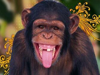 Monkey HD Wallpaper Computer S