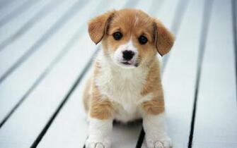 So Cute Puppies Wallpaper