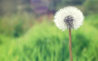 Countryside Dandelion Wallpaper HD