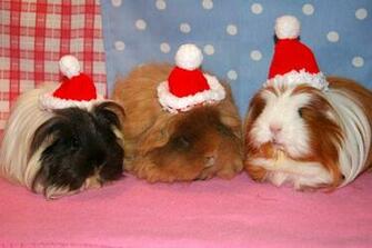 Guinea Pig Christmas Costume Wallpaper HD Full