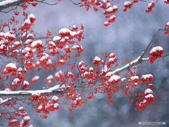 Winter Computer Wallpaper Group