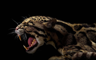 Animals Black Jaguars Wallpaper HD
