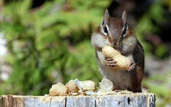 Cute Rodents Squirrels Photography Wallpaper Animal