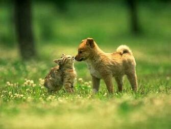 Offers Wide Range Of Cats And Dogs Wallpaper Cat