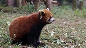 Red Panda Wallpaper