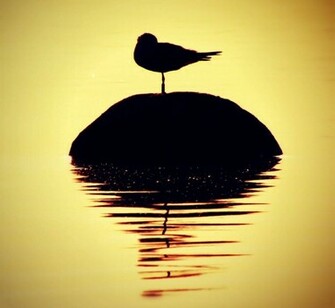 Birds Silhouette Wallpaper