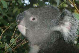 Koala Bear Wallpaper For Desktop