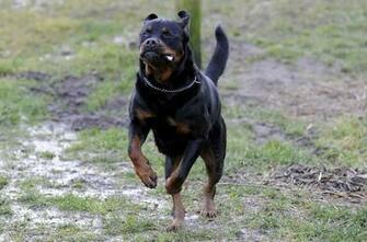 Rottweiler Wallpaper Pictures Image